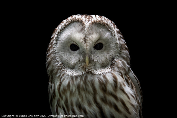 Ural owl (Strix uralensis). Nocturnal owl on black background Picture Board by Lubos Chlubny