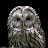 Buy canvas prints of Ural owl (Strix uralensis). Nocturnal owl on black background by Lubos Chlubny