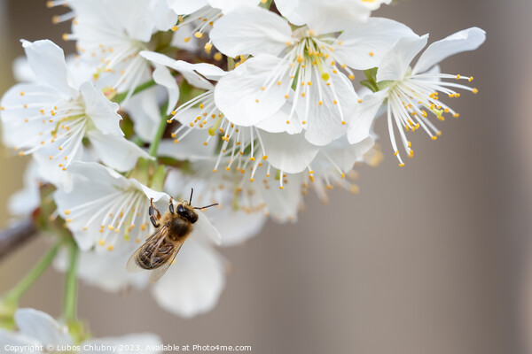 Bee on a cherry blossoms. Spring floral background. Cherry flowers blossoming in the springtime. Picture Board by Lubos Chlubny