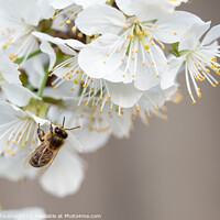 Buy canvas prints of Bee on a cherry blossoms. Spring floral background. Cherry flowers blossoming in the springtime. by Lubos Chlubny