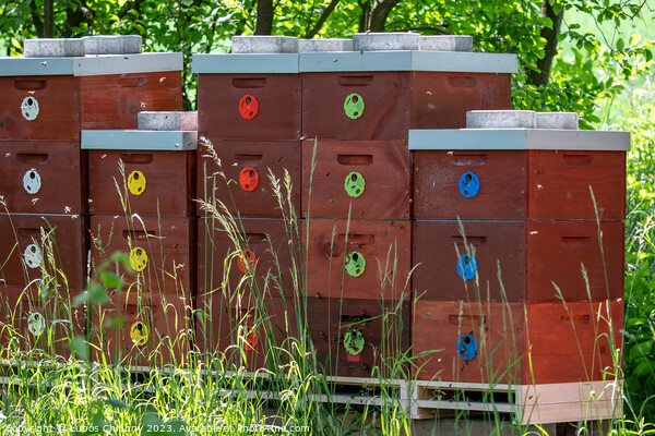 Wooden bee hives. Bee hives in nature. Beekeeping concept. Picture Board by Lubos Chlubny