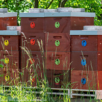 Buy canvas prints of Wooden bee hives. Bee hives in nature. Beekeeping concept. by Lubos Chlubny
