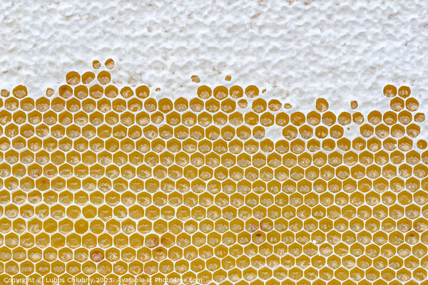 Honeycomb full of honey. Beekeeping concept Picture Board by Lubos Chlubny