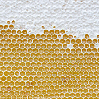 Buy canvas prints of Honeycomb full of honey. Beekeeping concept by Lubos Chlubny