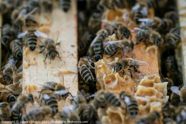 Close up view of the open hive showing the frames populated by honey bees.Bees in honeycomb. Picture Board by Lubos Chlubny