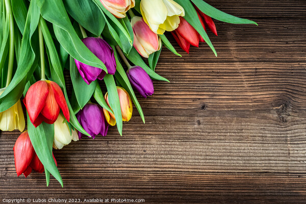 Colorful tulips on wooden table Picture Board by Lubos Chlubny