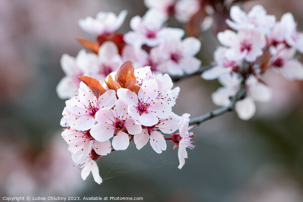Spring cherry blossoms, pink flowers. Picture Board by Lubos Chlubny