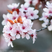 Buy canvas prints of Spring cherry blossoms, pink flowers. by Lubos Chlubny