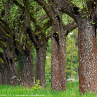 Buy canvas prints of Cherry orchard. Tree trunk cherry in a row. Cherry trees alley. by Lubos Chlubny
