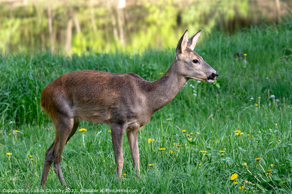 Roe deer, Capreolus capreolus. Wild roe deer in nature. Picture Board by Lubos Chlubny