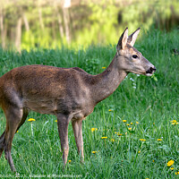 Buy canvas prints of Roe deer, Capreolus capreolus. Wild roe deer in nature. by Lubos Chlubny