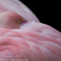 Buy canvas prints of Greater flamingo, Phoenicopterus roseus. Close up detail of head and eye. by Lubos Chlubny