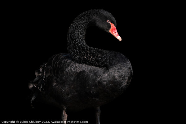 Black swan isolated on black background (Cygnus atratus). Beautiful west australian black swan. Picture Board by Lubos Chlubny