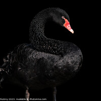 Buy canvas prints of Black swan isolated on black background (Cygnus atratus). Beautiful west australian black swan. by Lubos Chlubny