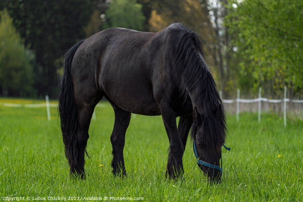 Friesian horse grazing in the meadow Picture Board by Lubos Chlubny