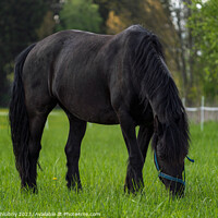 Buy canvas prints of Friesian horse grazing in the meadow by Lubos Chlubny