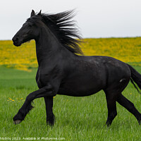 Buy canvas prints of Black friesian horse runs gallop. by Lubos Chlubny