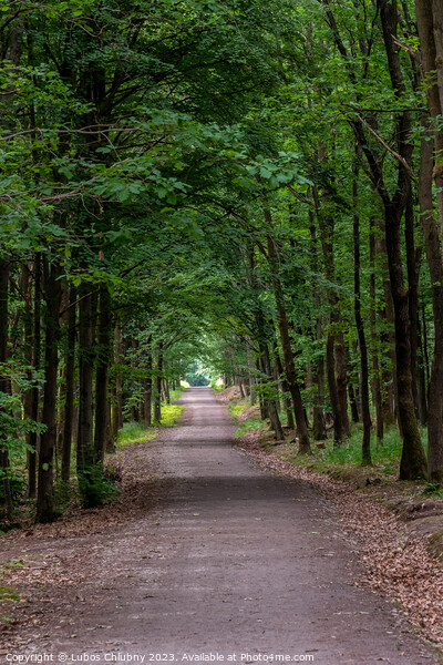 Walking path in forest. Forest road. Picture Board by Lubos Chlubny