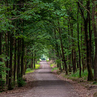 Buy canvas prints of Walking path in forest. Forest road. by Lubos Chlubny