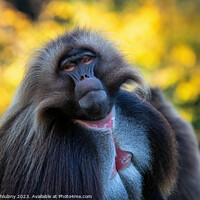 Buy canvas prints of Alpha male of Gelada Baboon - Theropithecus gelada, beautiful ground primate by Lubos Chlubny
