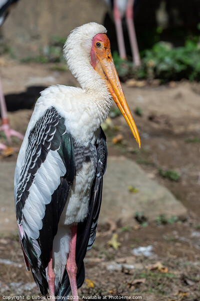 Milky stork (Mycteria cinerea) basking in the sun. Picture Board by Lubos Chlubny