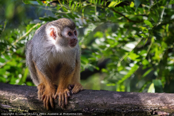 Common squirrel monkey (Saimiri sciureus) on tree in the nature. Picture Board by Lubos Chlubny