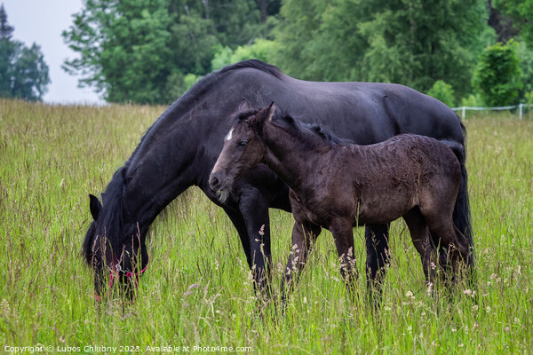 Friesian mare horse and foal on the meadow. Warlander, a cross b Picture Board by Lubos Chlubny