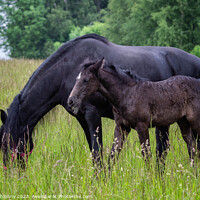 Buy canvas prints of Friesian mare horse and foal on the meadow. Warlander, a cross b by Lubos Chlubny