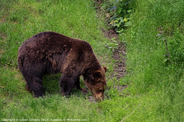 Brown bear - Ursus arctos looking for food in grass Picture Board by Lubos Chlubny