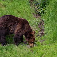 Buy canvas prints of Brown bear - Ursus arctos looking for food in grass by Lubos Chlubny