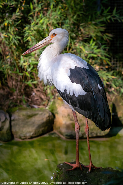 White Stork stands on a stone Picture Board by Lubos Chlubny