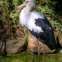 Buy canvas prints of White Stork stands on a stone by Lubos Chlubny