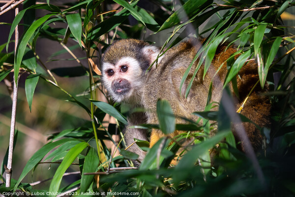 Common squirrel monkey (Saimiri sciureus) on tree in the nature. Picture Board by Lubos Chlubny