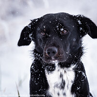 Buy canvas prints of Black dog with white breastplate in winter and falling snowflake by Lubos Chlubny