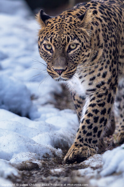 Persian leopard (Panthera pardus saxicolor) in winter. Picture Board by Lubos Chlubny