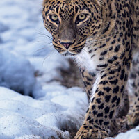 Buy canvas prints of Persian leopard (Panthera pardus saxicolor) in winter. by Lubos Chlubny