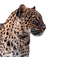 Buy canvas prints of Persian leopard (Panthera pardus saxicolor) isolated on white ba by Lubos Chlubny