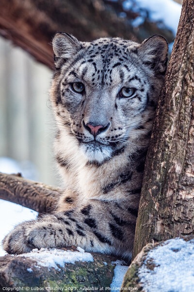 Portrait of a snow leopard in winter Picture Board by Lubos Chlubny