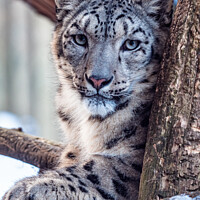 Buy canvas prints of Portrait of a snow leopard in winter by Lubos Chlubny