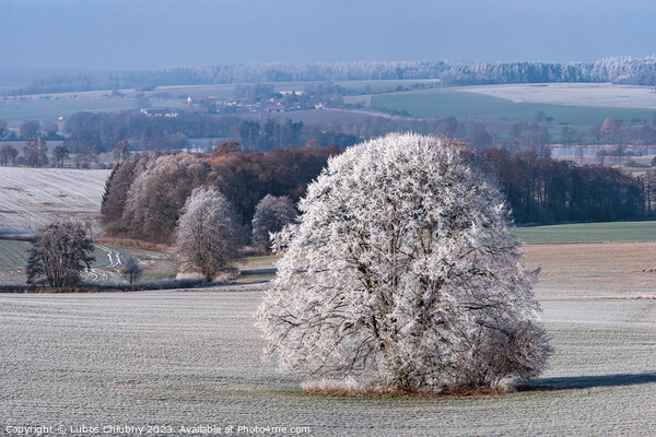 Winter landscape with frozen trees in field and blue sky Picture Board by Lubos Chlubny