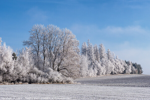 Winter landscape with trees covered with hoarfrost Picture Board by Lubos Chlubny
