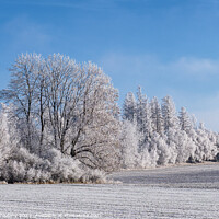 Buy canvas prints of Winter landscape with trees covered with hoarfrost by Lubos Chlubny