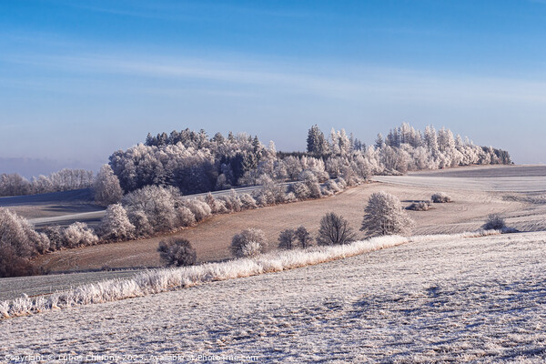 Winter landscape with frozen trees in field and blue sky Picture Board by Lubos Chlubny