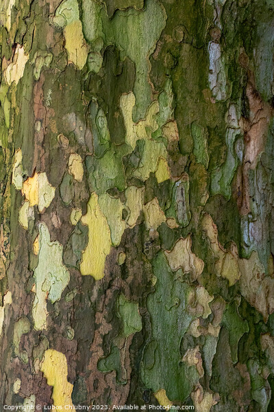 Bark of plane tree (Platanus acerifolia). Surface of sycamore. B Picture Board by Lubos Chlubny