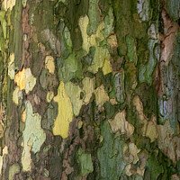 Buy canvas prints of Bark of plane tree (Platanus acerifolia). Surface of sycamore. B by Lubos Chlubny