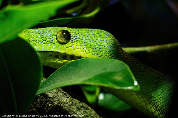 Green tree python close-up on tree branch, Morelia viridis. Picture Board by Lubos Chlubny