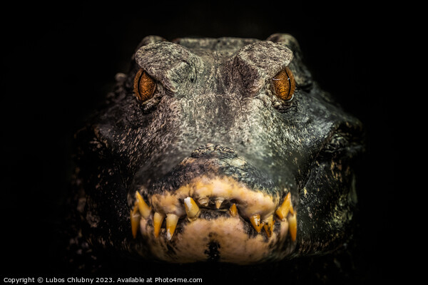 Head of a crocodile (Paleosuchus palpebrosus). Dwarf Caiman. Picture Board by Lubos Chlubny
