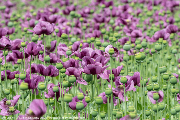Purple poppy blossoms in a field. (Papaver somniferum). Poppies, agricultural crop. Picture Board by Lubos Chlubny