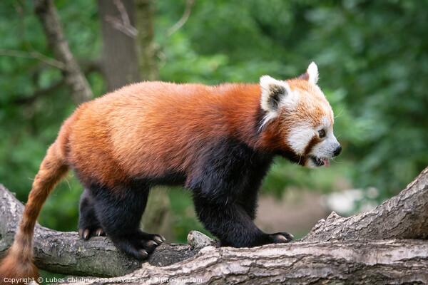 Red panda (Ailurus fulgens) on the tree. Cute panda bear in forest habitat. Picture Board by Lubos Chlubny