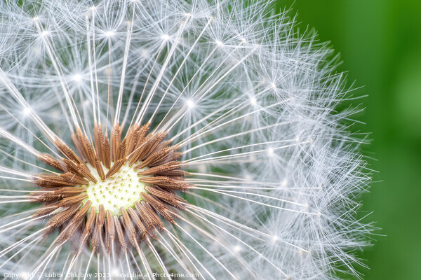 Dandelion seeds on green background Picture Board by Lubos Chlubny